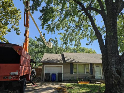 Image depicting the Service Tree Trimming